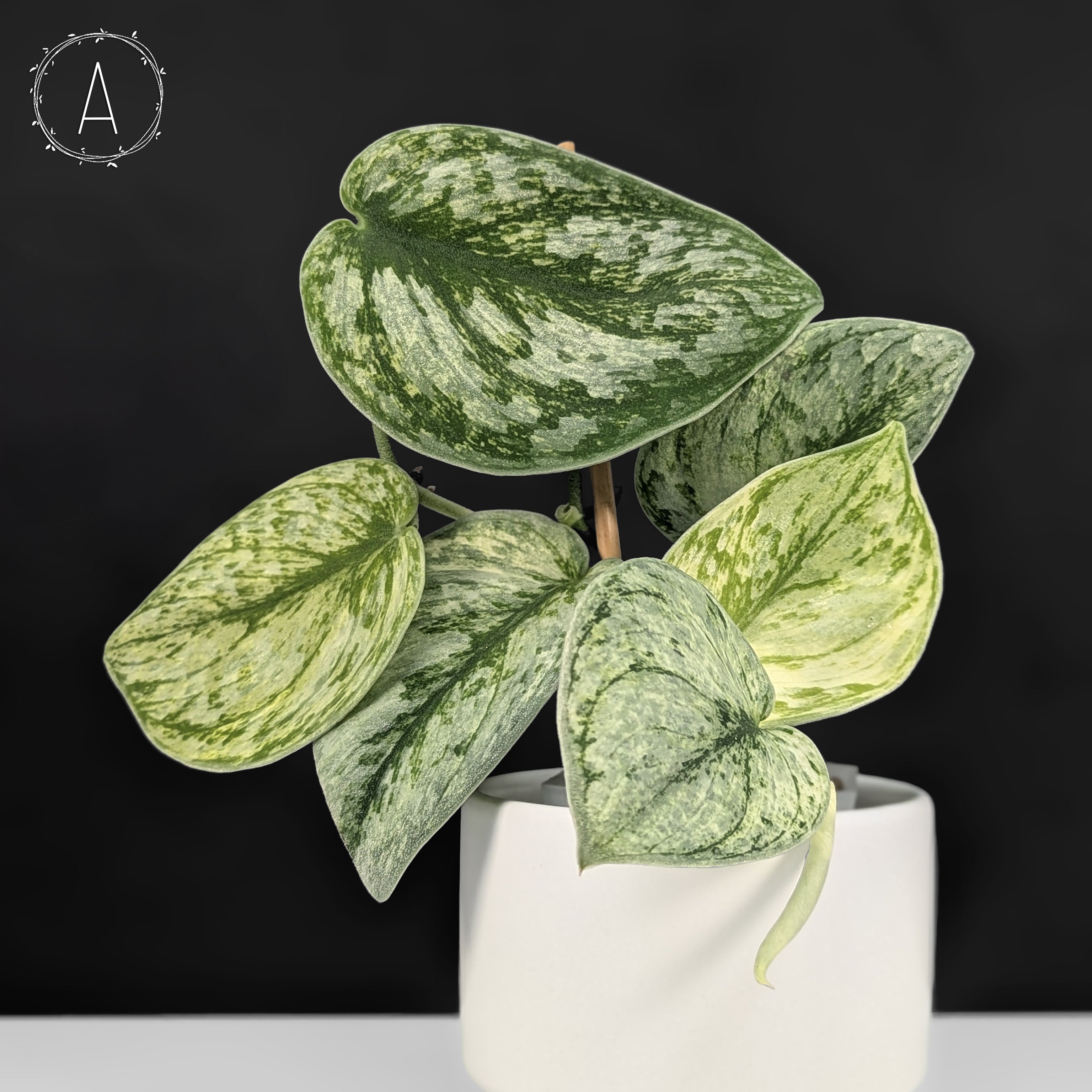 Scindapsus – Curious Plant Killer