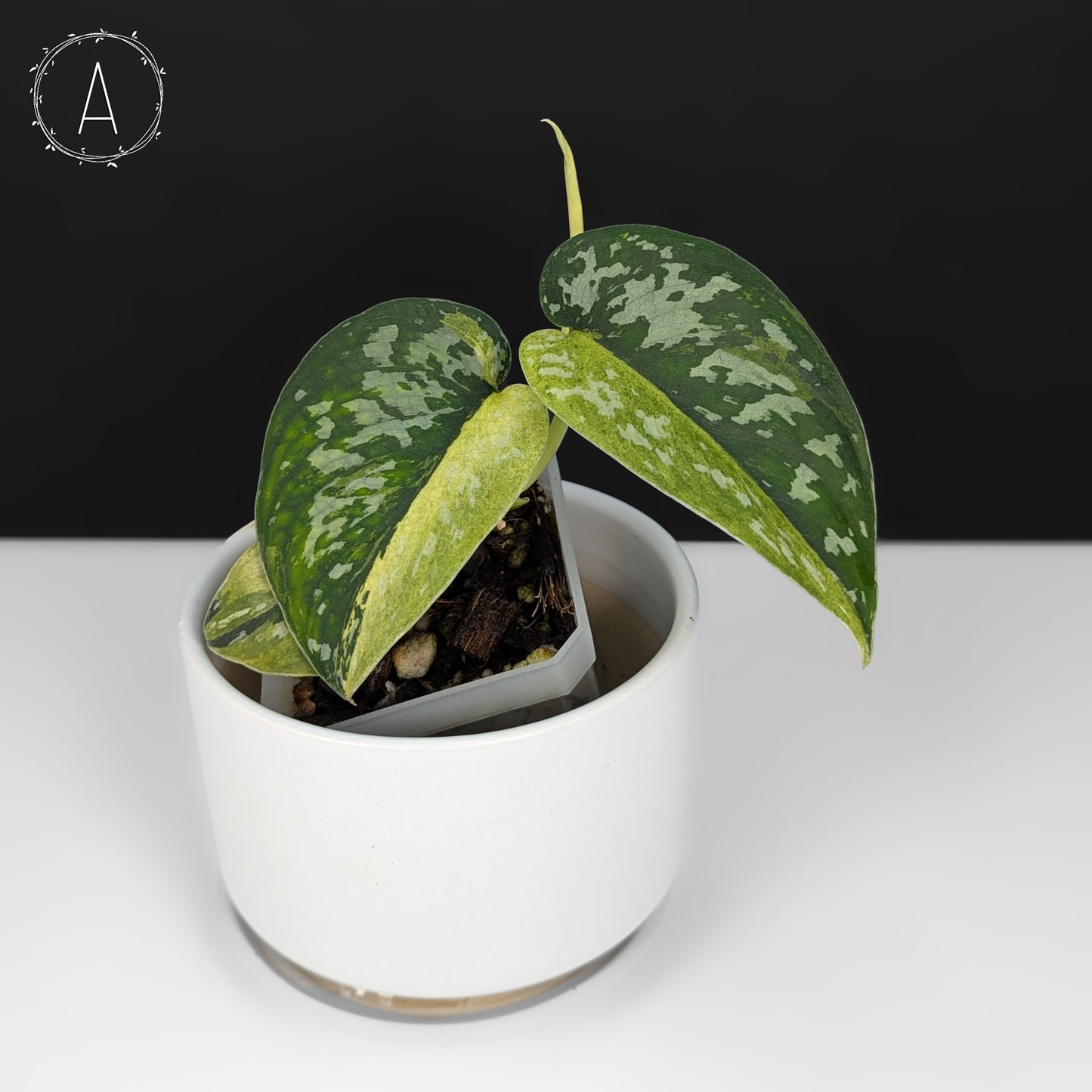 Scindapsus Matcha