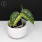 Scindapsus Matcha