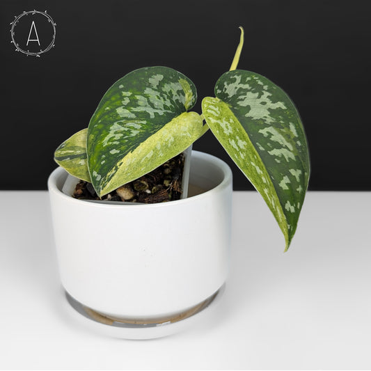 Scindapsus Matcha