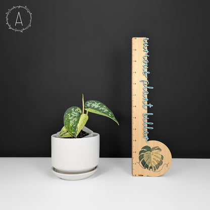 Scindapsus Matcha