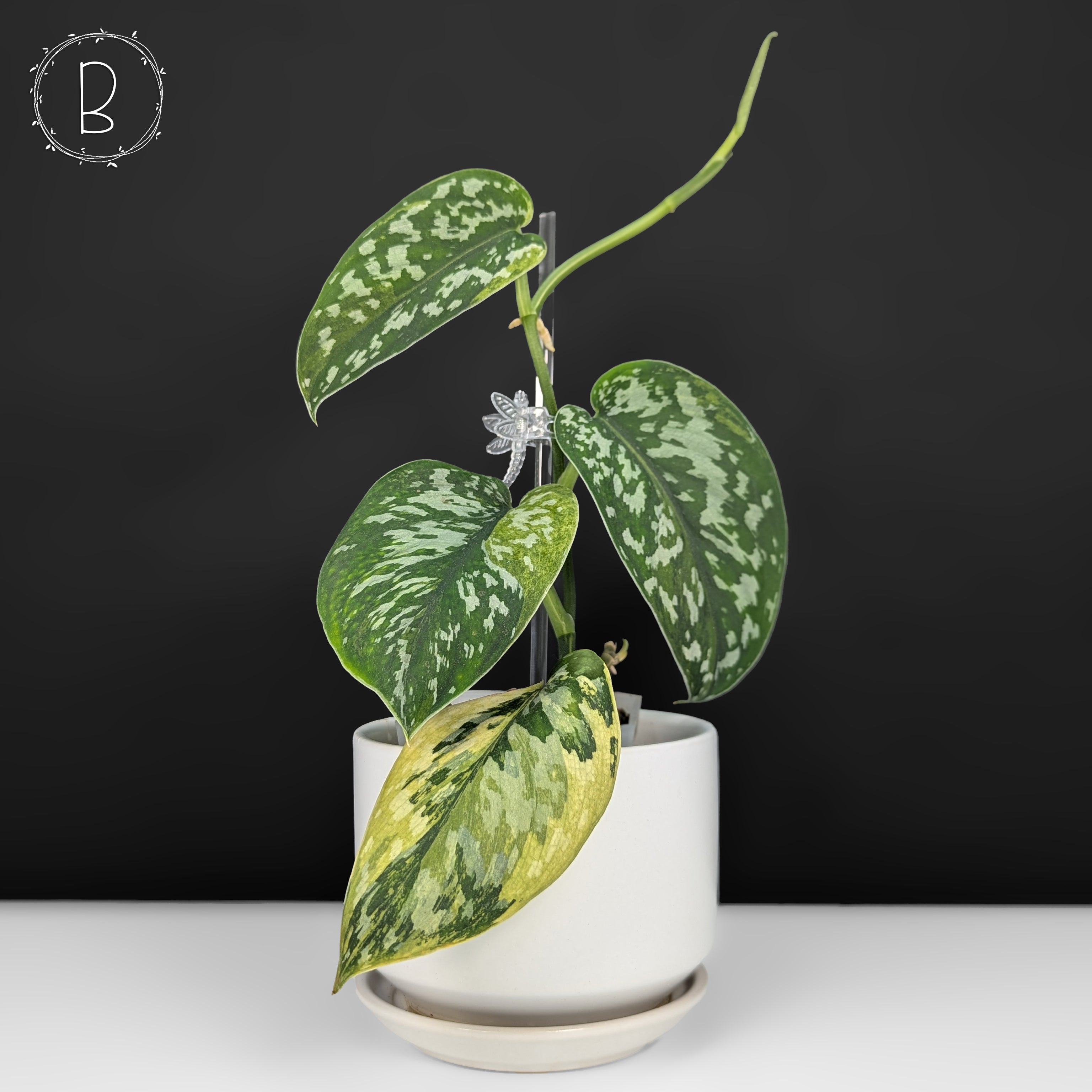 【希少】【美株】 Scindapsus Matcha スキンダプサス　抹茶 Yahoo!オークション - 「8」NEW Scindapsus Matcha