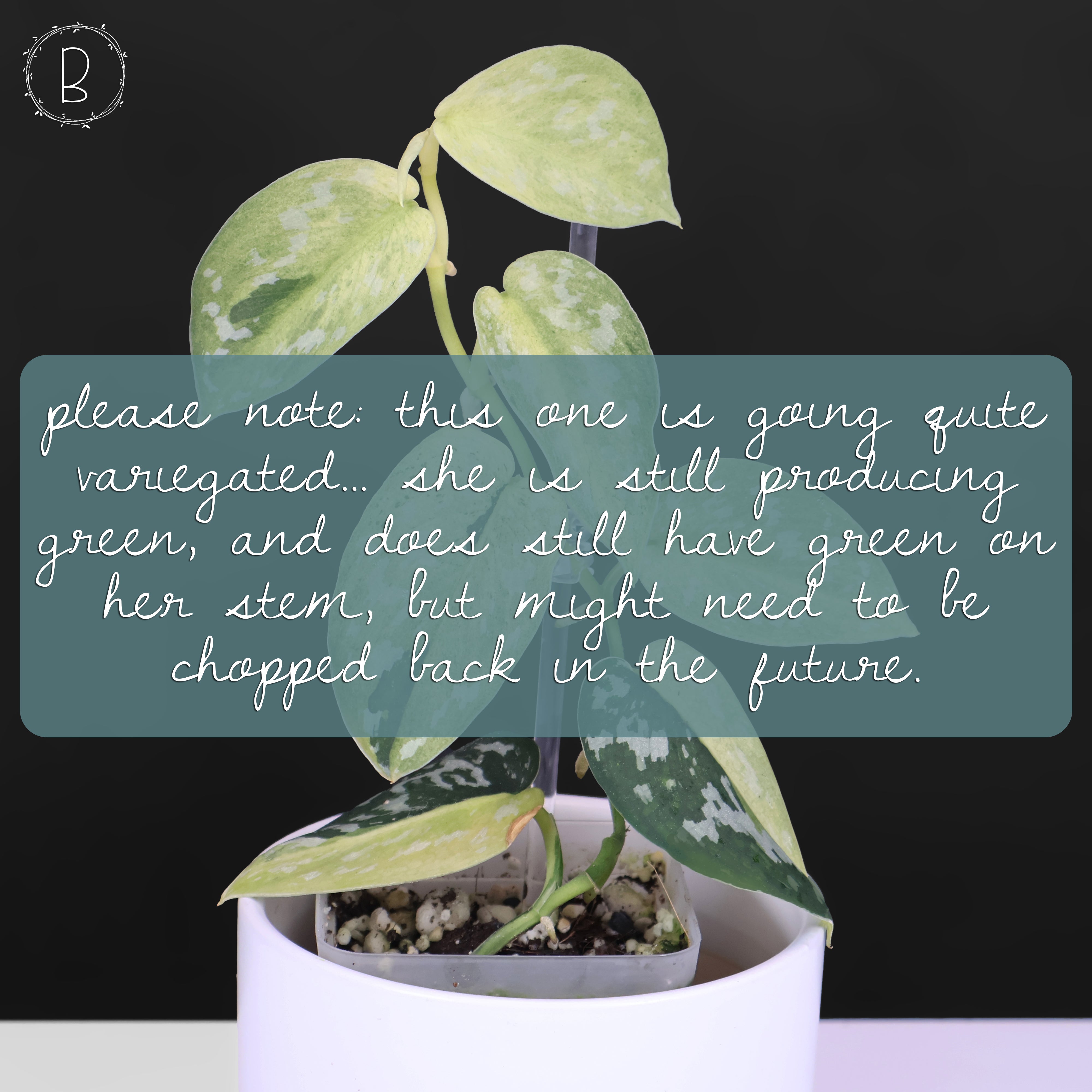 Scindapsus Matcha – Curious Plant Killer