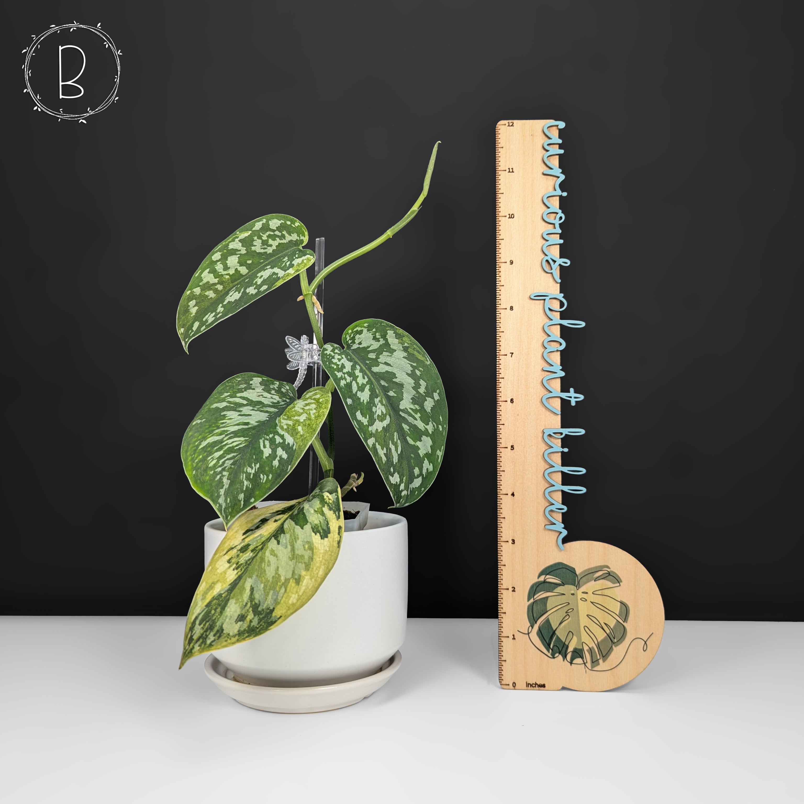 その他観葉植物 scindapsus matcha Scindapsus Matcha – Curious Plant Killer