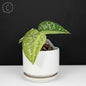 Scindapsus Matcha
