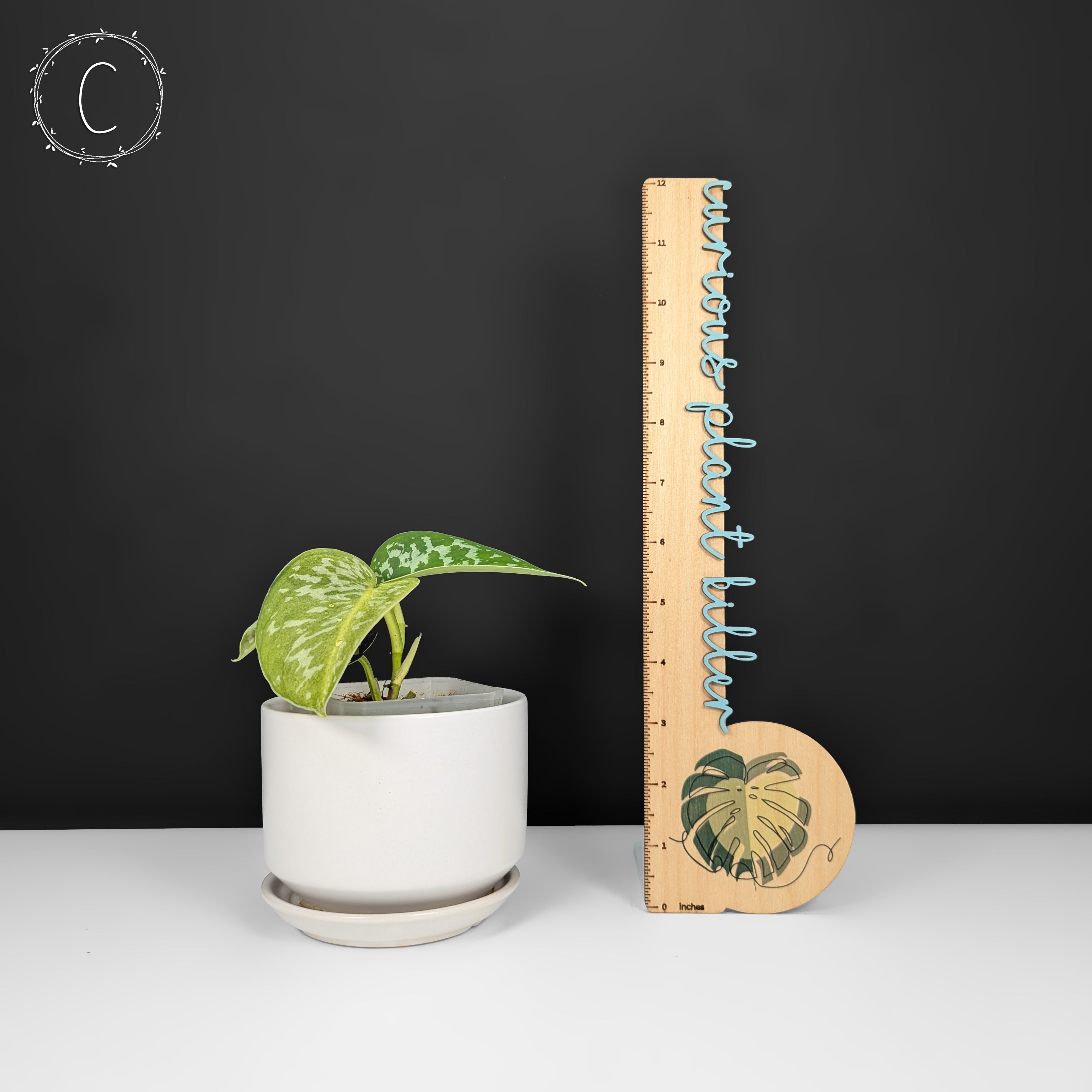 【希少】【美株】 Scindapsus Matcha スキンダプサス　抹茶 希少】【美株】 Scindapsus Matcha スキンダプサス 抹茶 - メルカリ