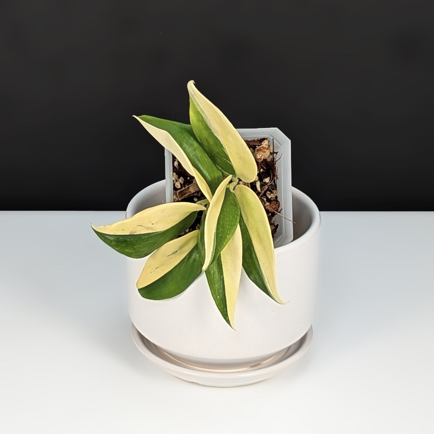 Scindapsus Rubicon (Half-Moons)