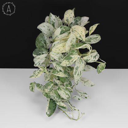 Scindapsus Salamount