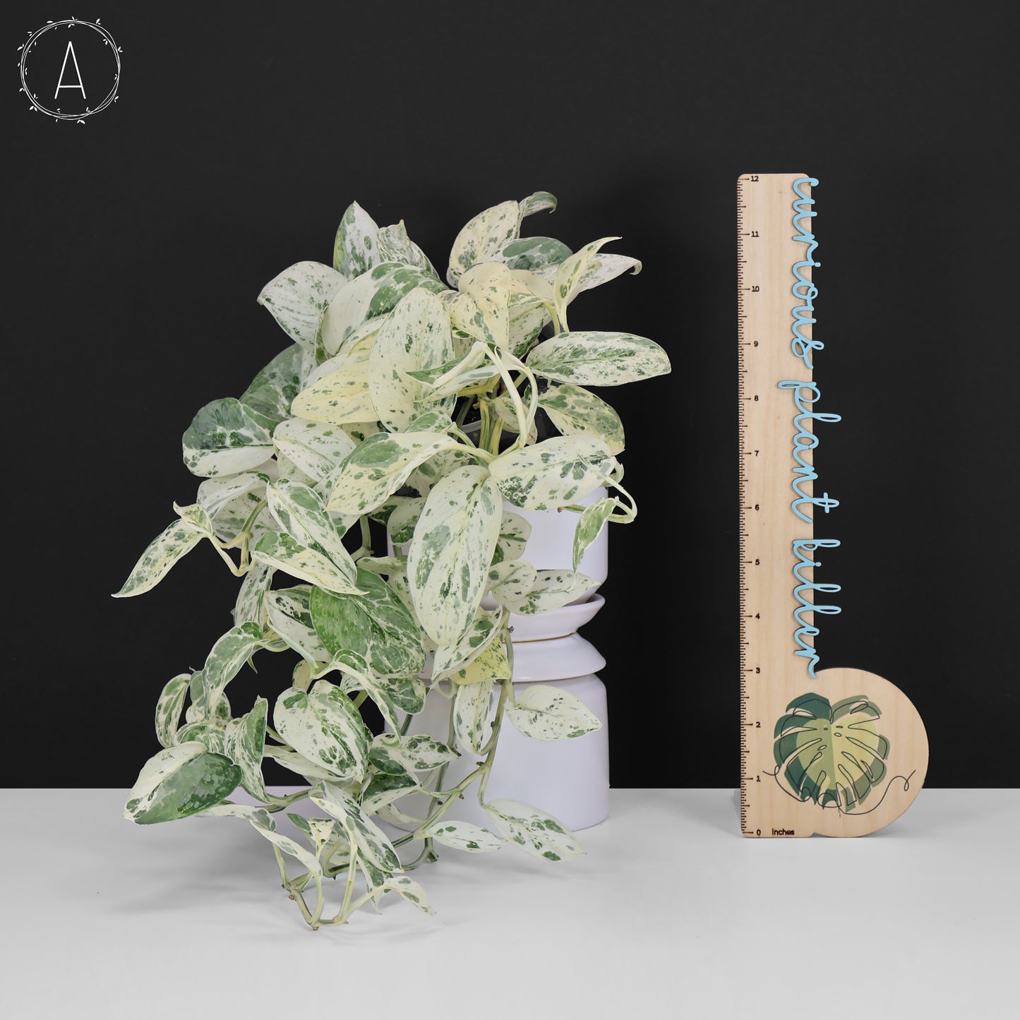 Scindapsus Salamount