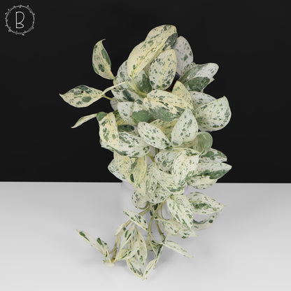 Scindapsus Salamount