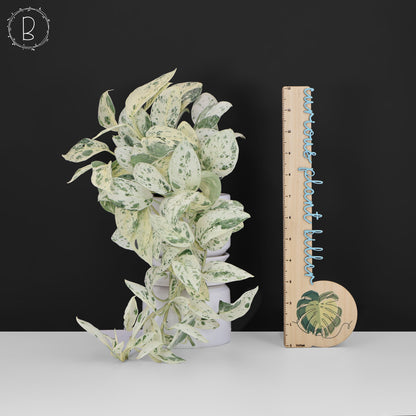 Scindapsus Salamount