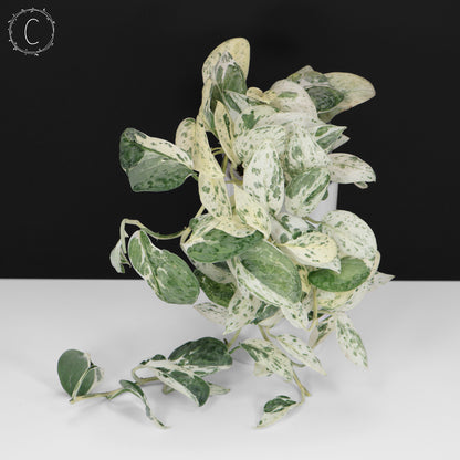 Scindapsus Salamount