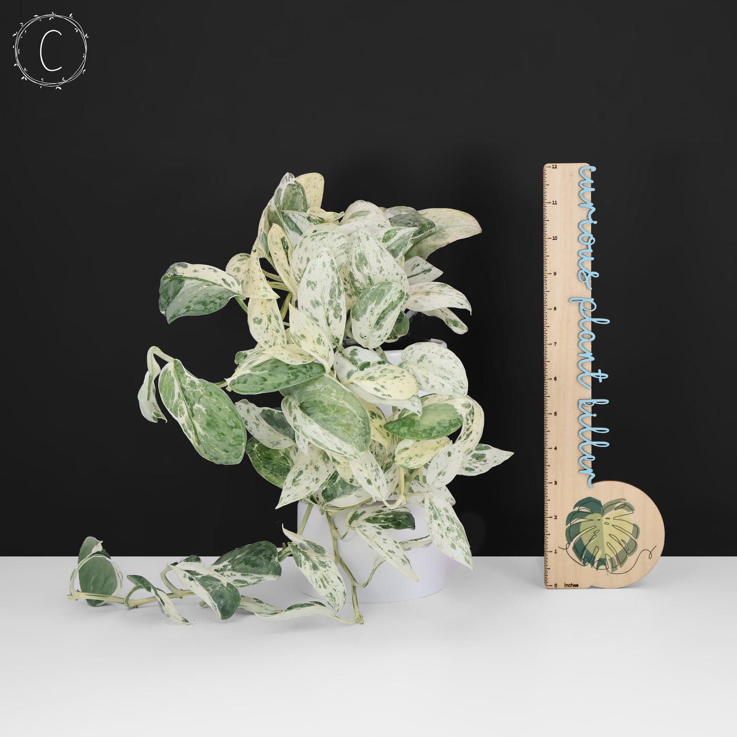 Scindapsus Salamount