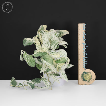 Scindapsus Salamount