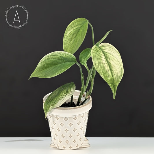 Scindapsus White Monster