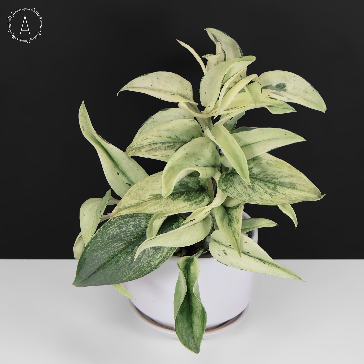 Mutación superestrella de Scindapsus