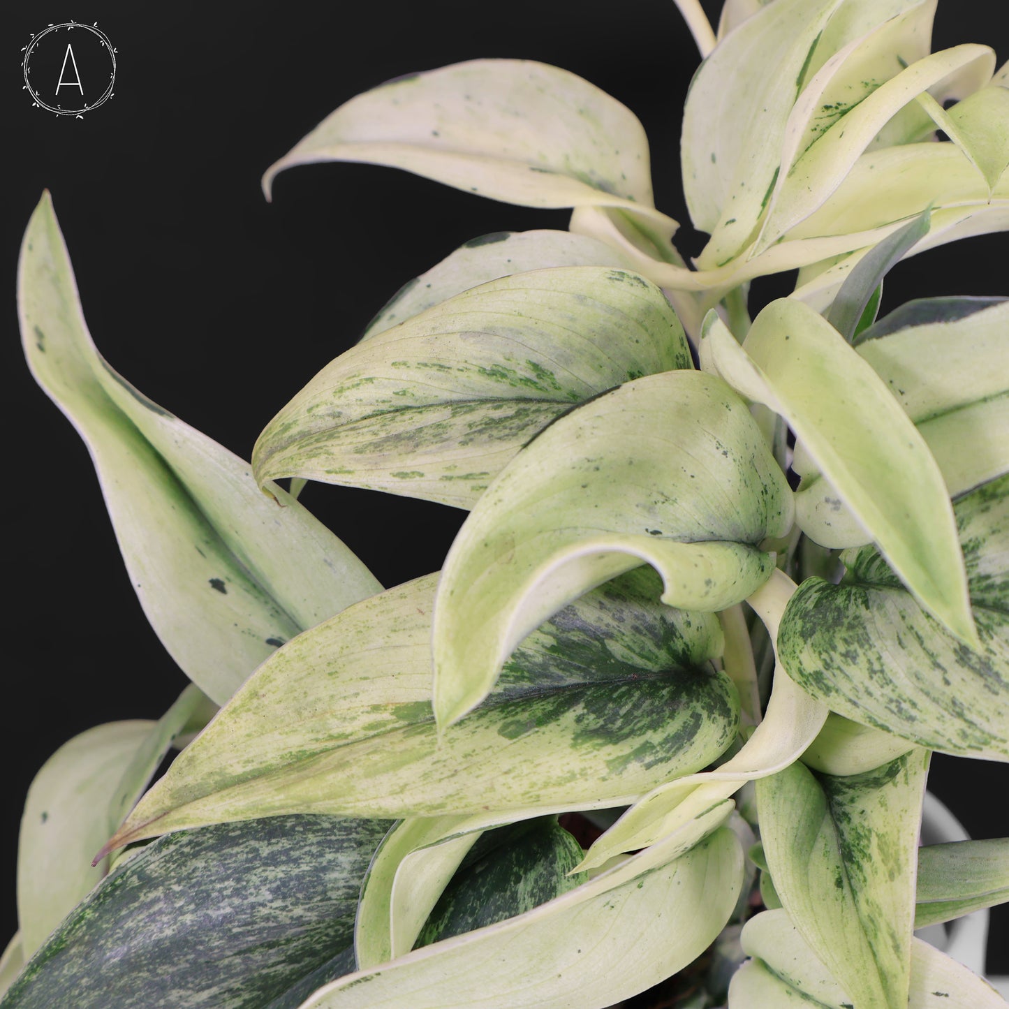 Mutación superestrella de Scindapsus