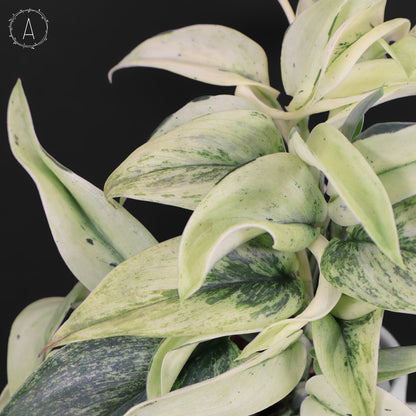 Mutación superestrella de Scindapsus