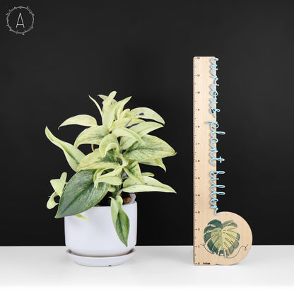 Mutación superestrella de Scindapsus