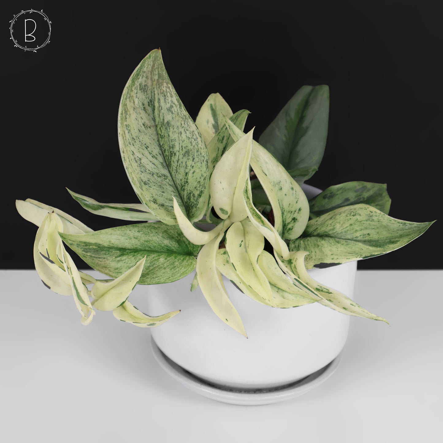 Mutación superestrella de Scindapsus