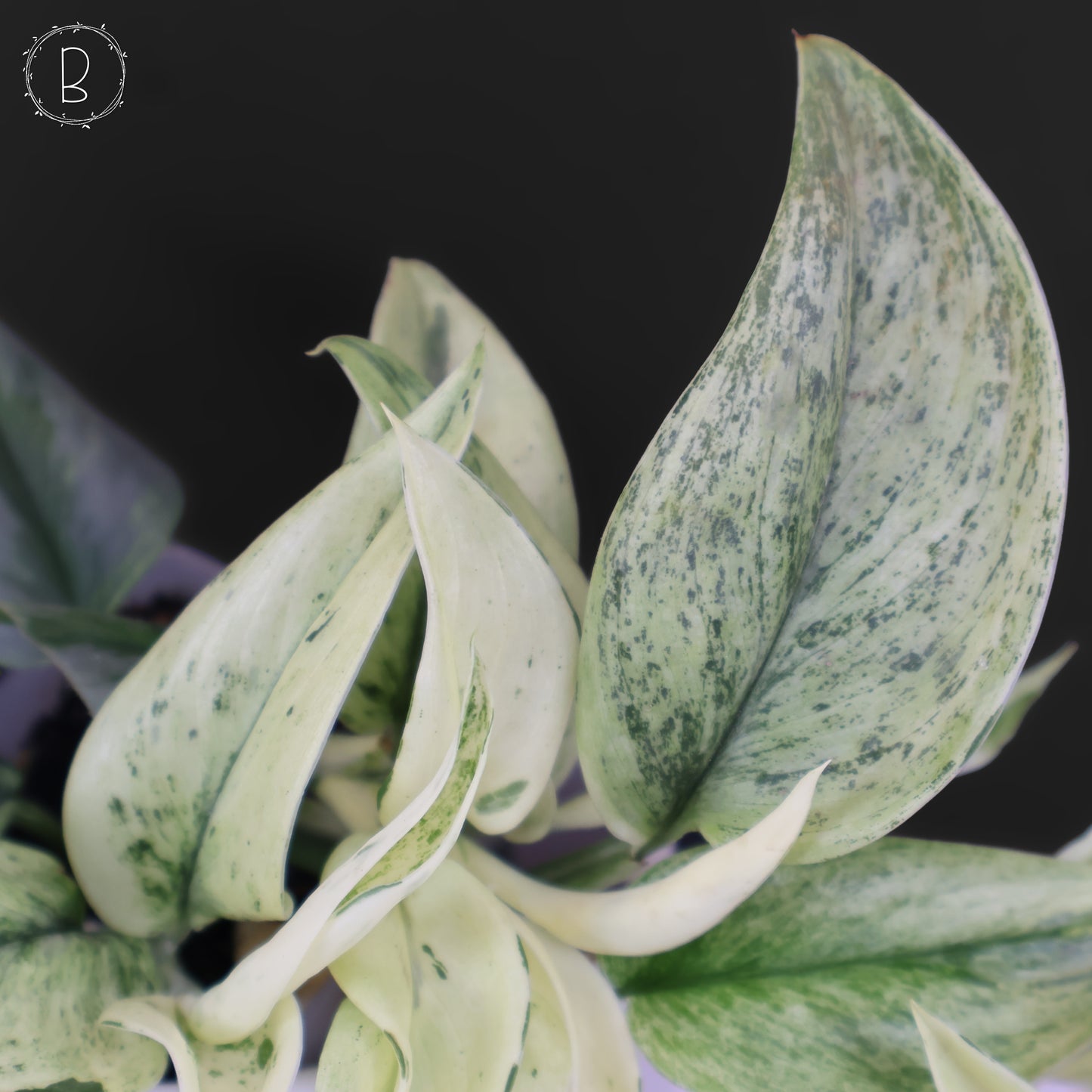 Mutación superestrella de Scindapsus