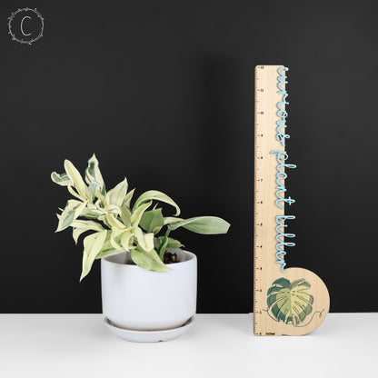 Mutación superestrella de Scindapsus