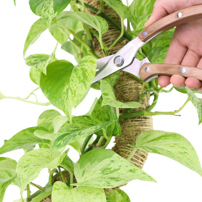 Garden Utility Shears (Slim)