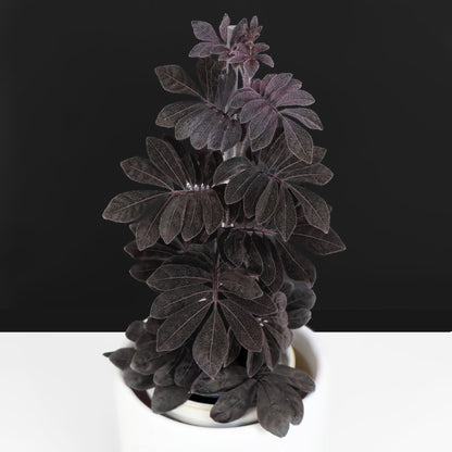 Solanum Uleanum