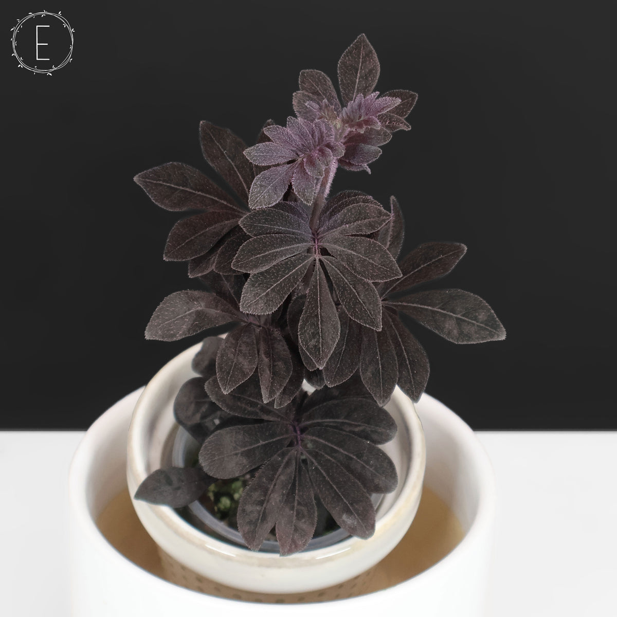 Solanum Uleanum