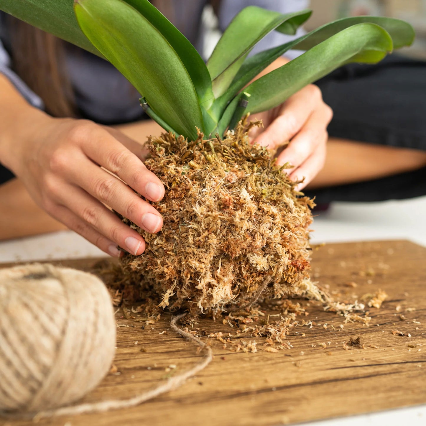 Premium Sphagnum Moss (1kg)