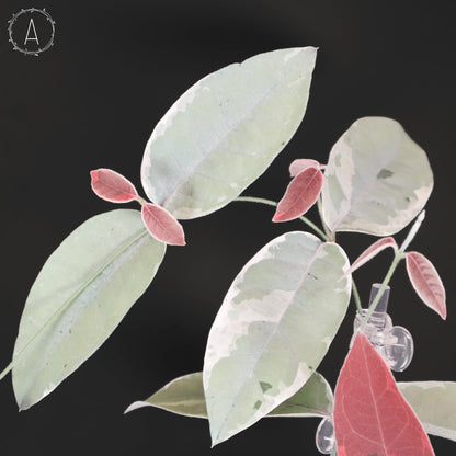 Streptocaulon Juventas Variegata