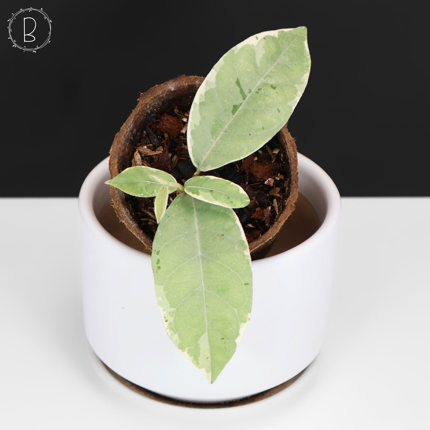 Streptocaulon Juventas Variegata