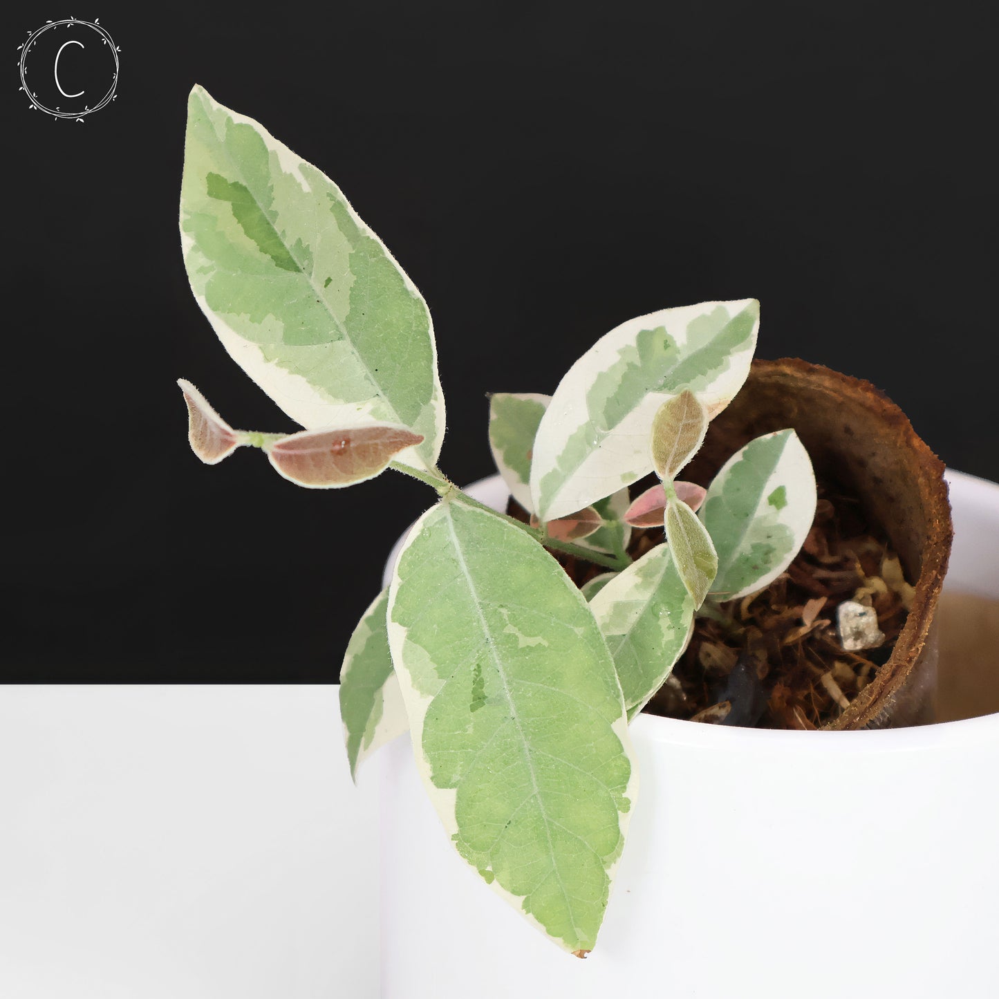 Streptocaulon Juventas Variegata