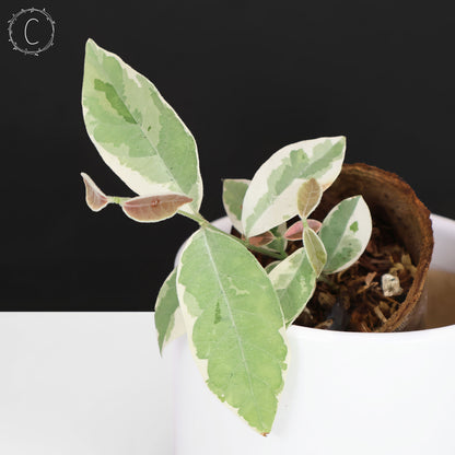 Streptocaulon Juventas Variegata