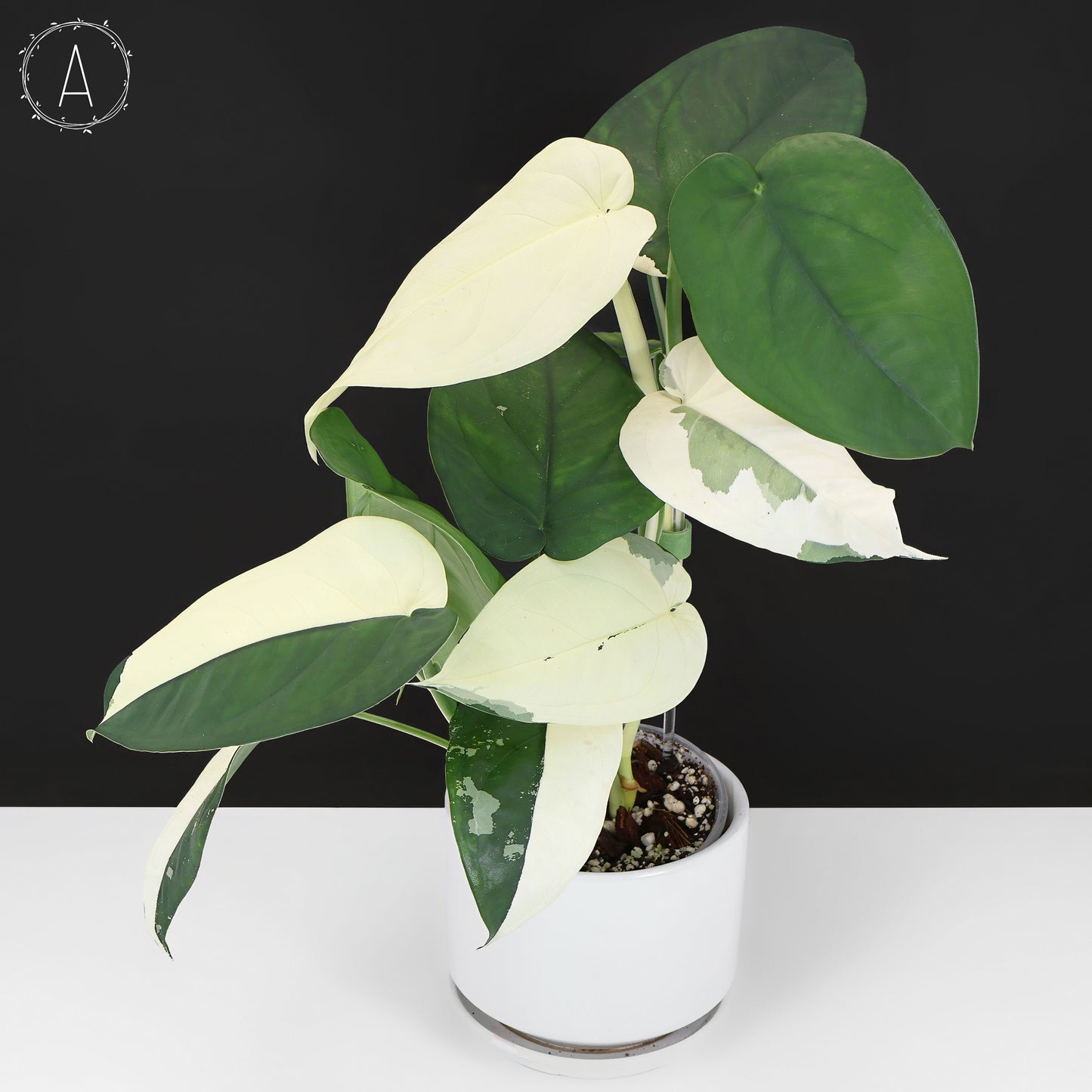 philodendron chiapense Syngonium Chiapense Variegated