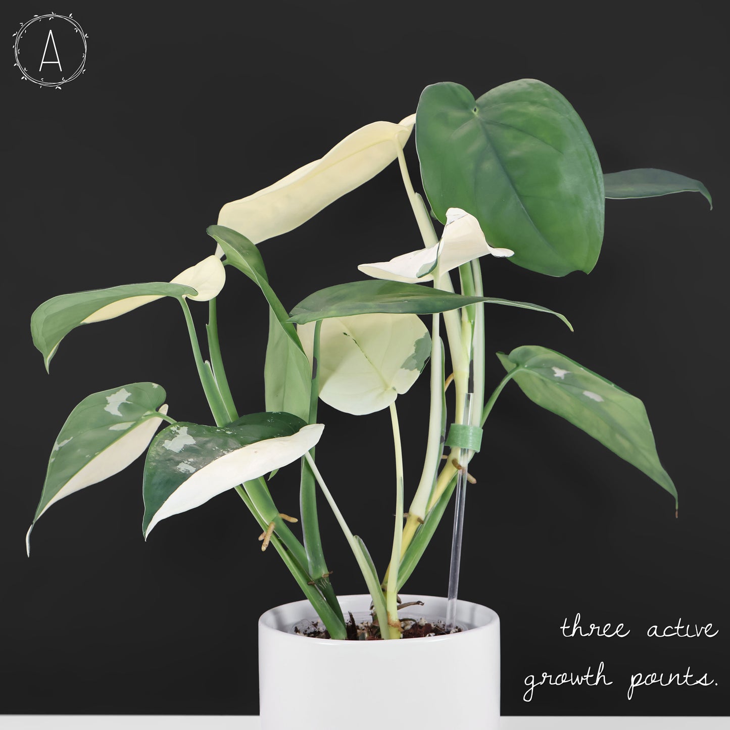 Syngonium Chiapense panaché