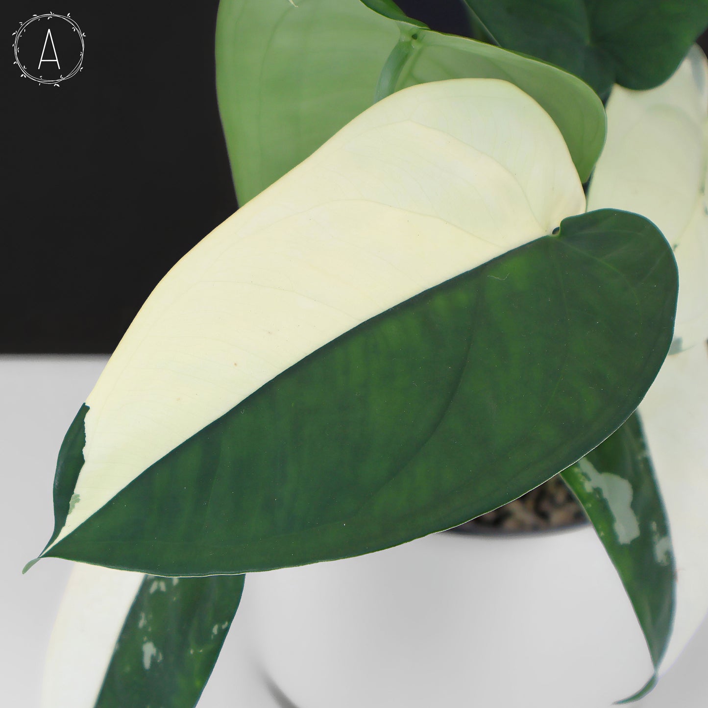 Syngonium Chiapense panaché