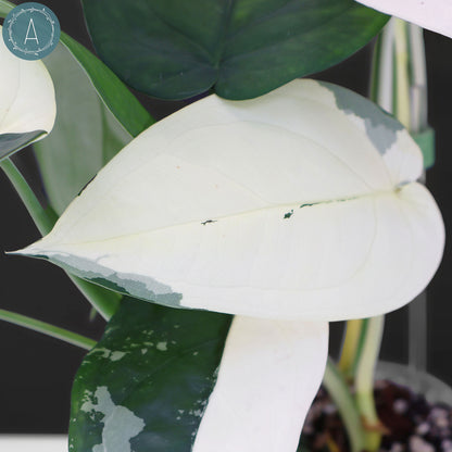 Syngonium Chiapense panaché