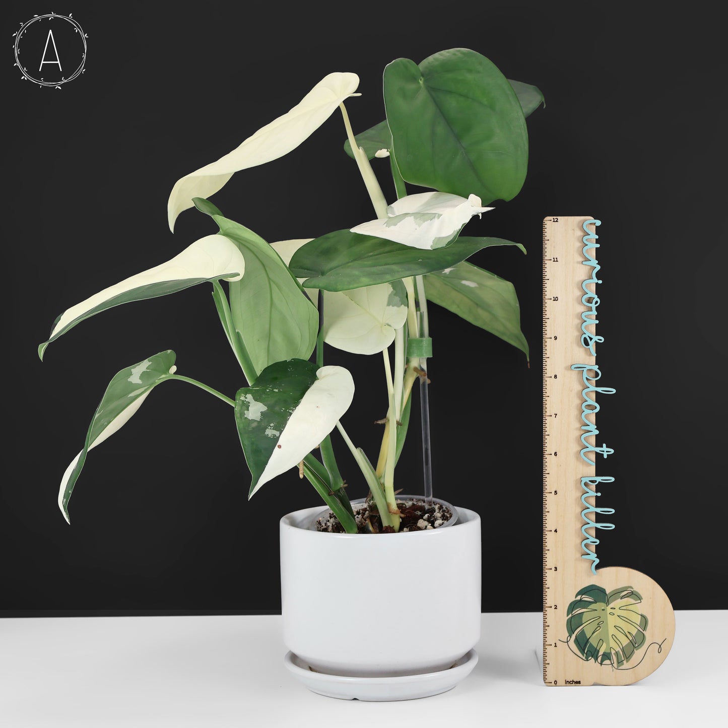 Syngonium Chiapense panaché