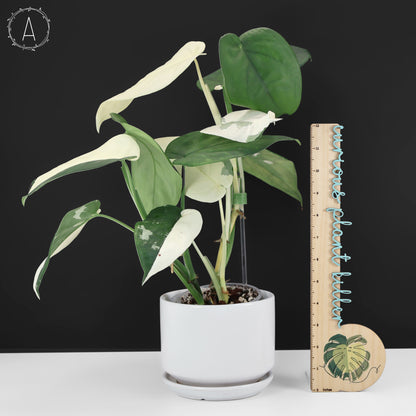 Syngonium Chiapense panaché