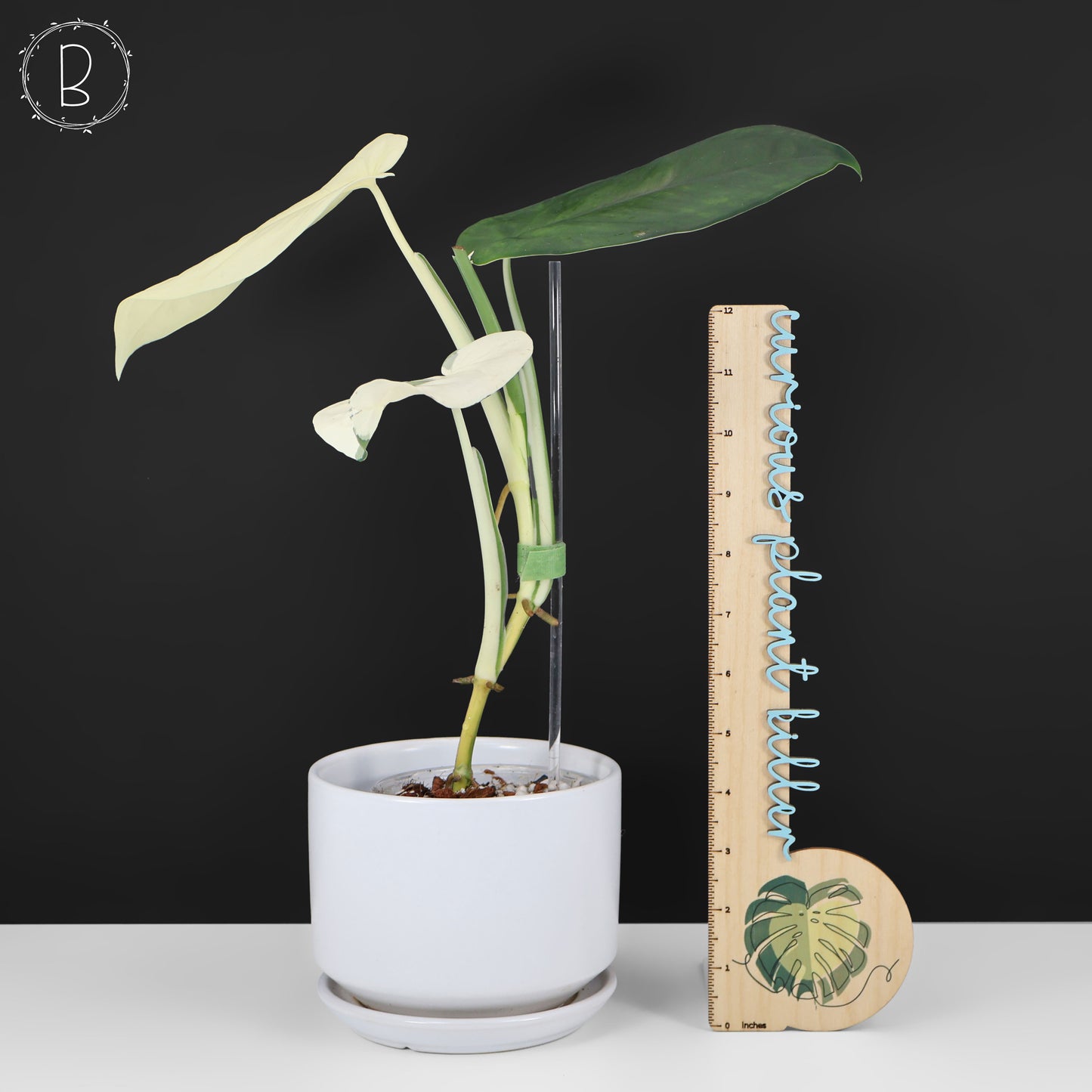 Syngonium Chiapense panaché