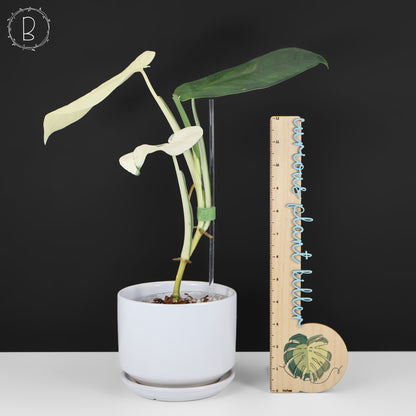 Syngonium Chiapense panaché