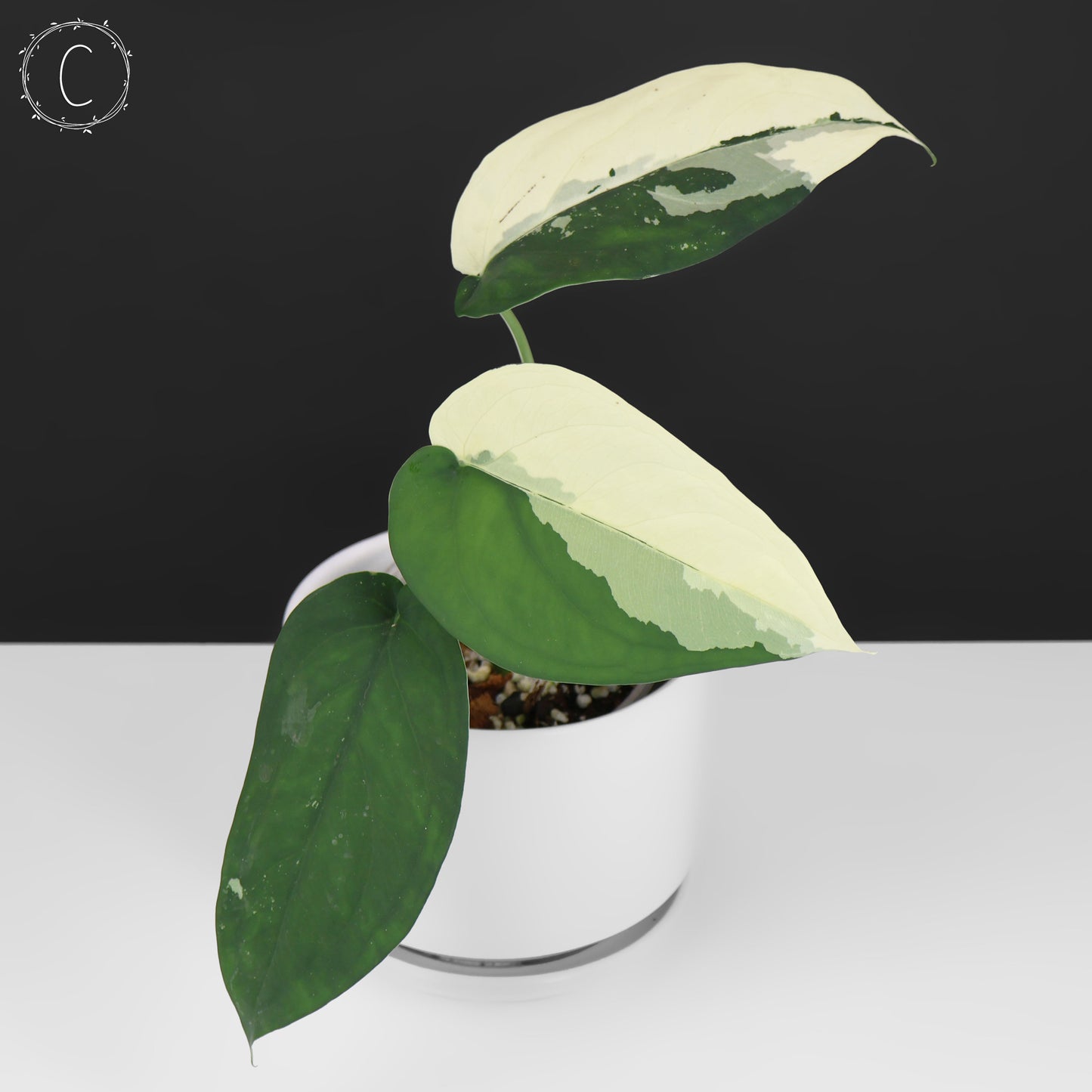 Syngonium Chiapense panaché