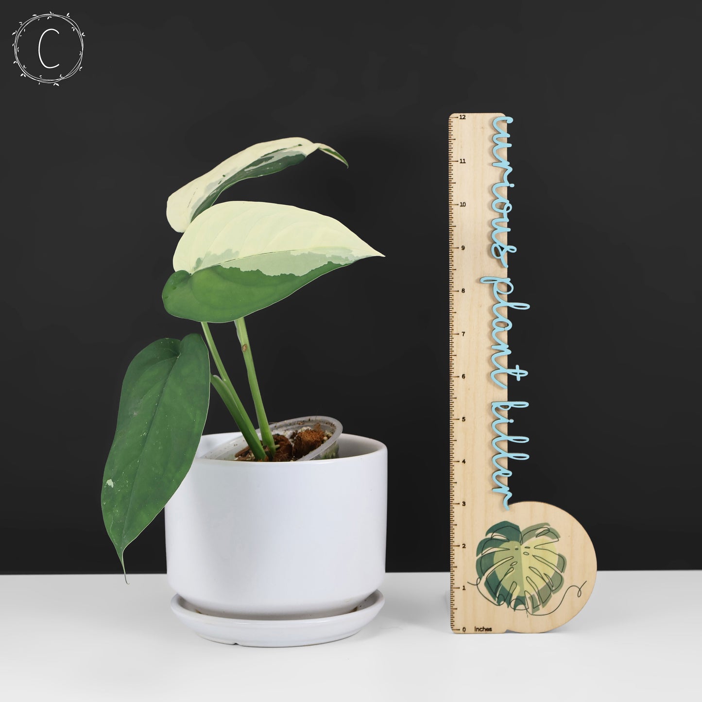 Syngonium Chiapense panaché