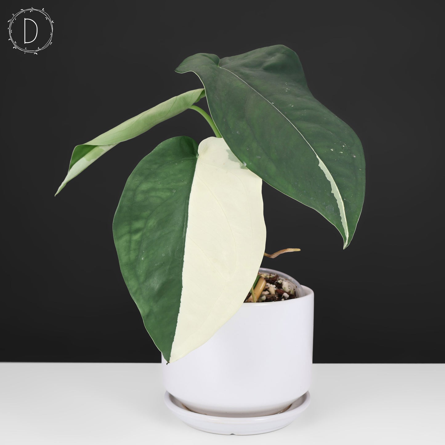 Syngonium Chiapense panaché