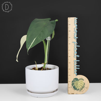 Syngonium Chiapense panaché