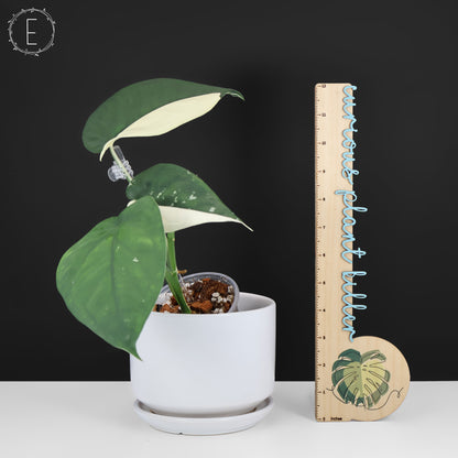 Syngonium Chiapense panaché