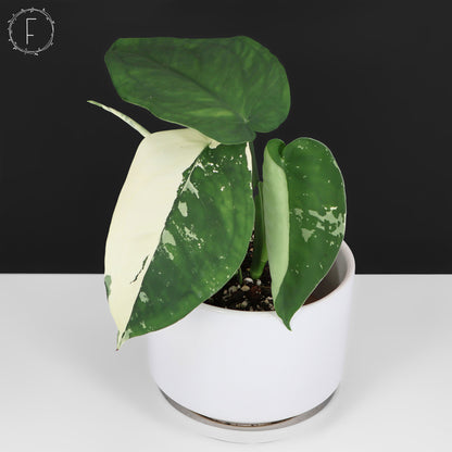 Syngonium Chiapense panaché