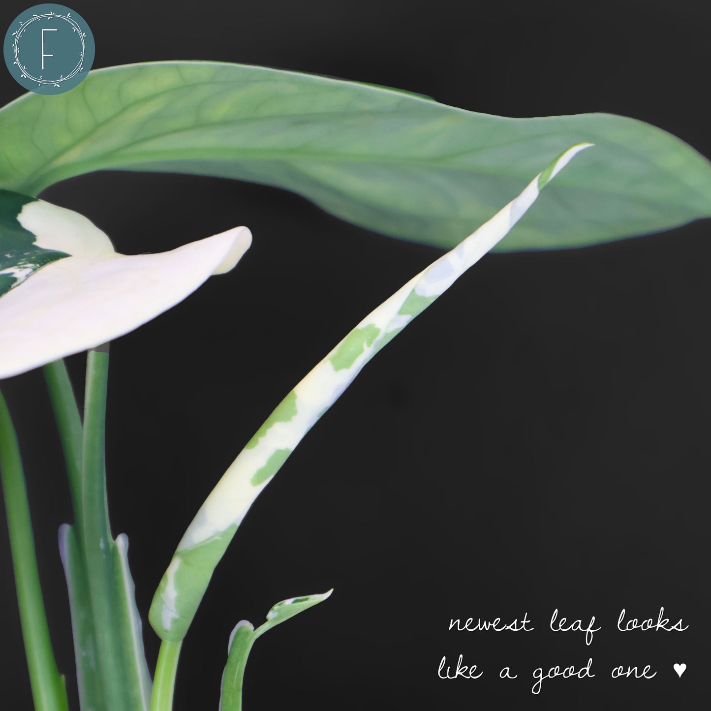 Syngonium Chiapense panaché