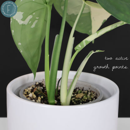 Syngonium Chiapense panaché